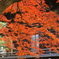 もみじとお寺