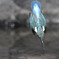 カワセミ　着水寸前