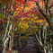 紅に染まる参道
