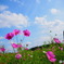秋桜