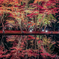 鏡面紅葉