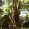 来宮神社