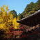 書写山の紅葉