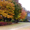 秋の公園3_フィルムにて