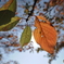 桜の紅葉