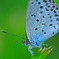 Holly Blue