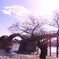秋の錦帯橋