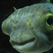 眼