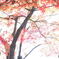 紅葉模様