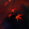 長瀞　紅葉狩り　
