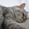 サバトラ_飼い猫