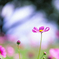 秋桜