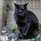 黒光りする猫