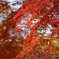 長瀞　紅葉
