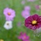 雨天の秋桜
