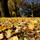 冬の前の癒しの紅葉