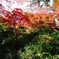 秩父御嶽神社の紅葉