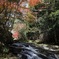 奥三河の紅葉