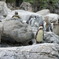 フンボルトペンギン