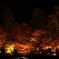 宵の紅葉