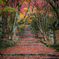 雨の紅参道