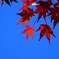青空にもみじ！