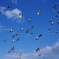 鳩の群れ
