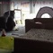 グチときーもが仲良く並んで