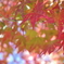 高尾山の紅葉