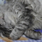ねこさん