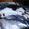 公園猫から家猫へ・・