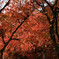 両足寺_紅葉01