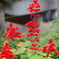 紅の華