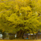 autumn　yellow
