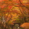 一面の橙