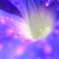 morning glory