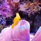 人魚のようなお魚さん