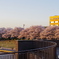 富山環水公園の桜