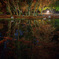 Reflection of Maple