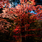 付知峡の紅葉
