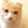 猫さま