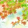 透き通る紅葉