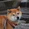 しつこいなぁ