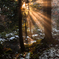 Morning light