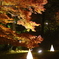 森林公園　紅葉　ライトアップ