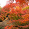 紅葉の風景