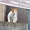 ふとした出会い
