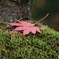 苔に紅葉