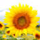 太陽の花