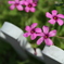 Wildflower